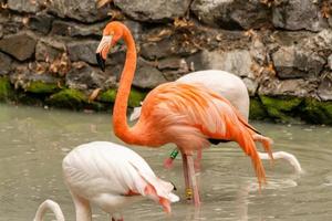 Flamingo on the lake drinking water photo