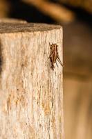 In the sunlight a grasshopper sits on a log photo