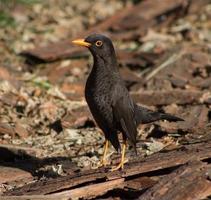 portrait of a common blackbird in the countryside of Argentina photo