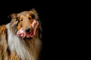 portrait of a collie dog with a raw meat bone on a black background photo