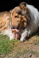 retrato de dorado collie perro con un hueso con crudo carne que lleva vomitar dieta foto