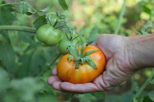 hands harvesting ripe tomato fruit from organic garden photo