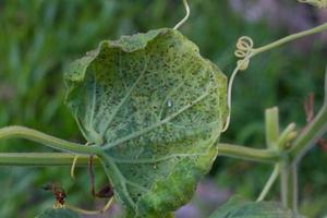 curcubitacea leaf of organic garden infected with aphids Aphididae photo