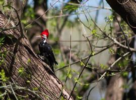 negro pájaro carpintero en sus natural habitat en córdoba argentina foto