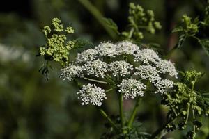 white hemlock flower on the plant in summer photo