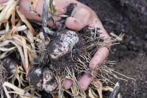 hands that will harvest garlic in the organic garden photo