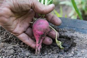 human hand picking up the little radish from the garden photo