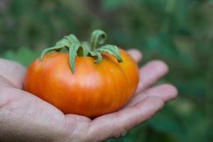 manos cosecha maduro tomate Fruta desde orgánico jardín foto