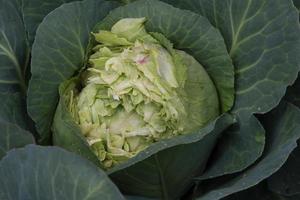 un repollo comido por salvaje roedores en el orgánico jardín foto