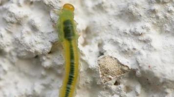 larva de mosca de sierra de abedul verde arrastrándose sobre el pavimento, macro. dof bajo. video