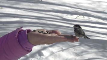 Titmouse bird in women's hand eats seeds, winter, slow motion video