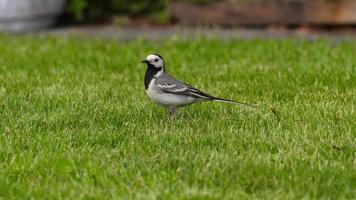 Wagtail bird looking for an insect, close up video