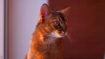 Abyssinian cat portrait on a loggia in the rays of the setting sun video