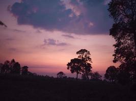 tree on meadow at sunset with sun  background . photo