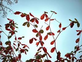 malabar árbol el hojas empezar a giro rojo en el caer. foto