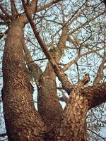 tropical bosque con luz de sol. naturaleza antecedentes foto