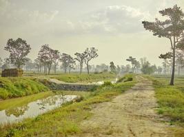 hermosa arroz campo con y grande árbol paisaje, foto