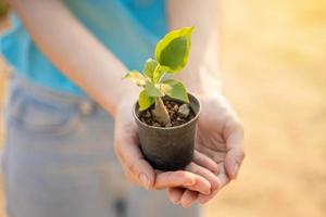 Environment Earth Day In the hands of trees growing seedlings. Female hand holding tree on the beach Forest conservation concept photo