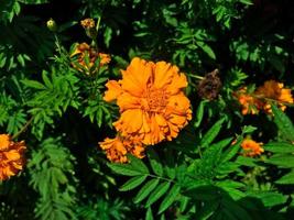 Tagetes patula French marigold in bloom photo