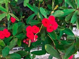 Red Euphorbia milii, the crown of thorns, Christ plant, or Christ thorn blooming in the fence garden photo