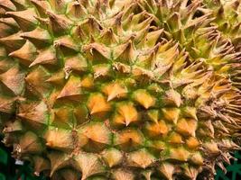 Close up of the durian skin photo