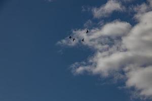 blue sky background with white clouds on a warm summer day photo