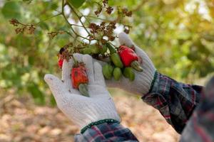 Farmers take bunches of cashews from the trees to inspect the quality of the produce. soft and selective focus. photo