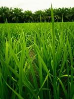 arrozal arroz en campo con estético apariencia foto