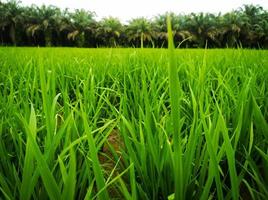 arrozal arroz en campo con estético apariencia foto