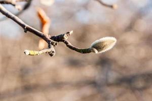 Buds on a willow branch close-up photo