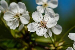 Macro flowering cherry trees photo