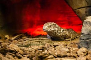 lagarto en primer plano de piedra foto