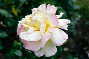 Flowering summer rose in bud photo