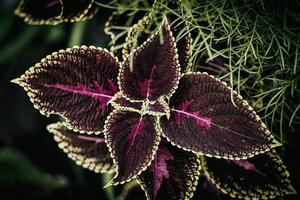 interesante flor con púrpura hojas en el jardín de cerca foto