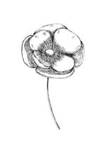 Vector poppy flower sketch. Hand drawn poppy sketch isolated