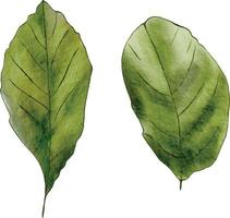 verde hoja aislado. limón hojas. acuarela verde hojas conjunto de cerca aislado en blanco antecedentes. vector