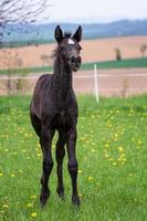 Black foal on spring blooming meadow photo