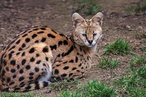 Serval is lying in the grass, Leptailurus serval photo