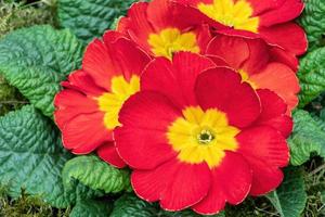 Red primrose flowers, first spring flowers photo