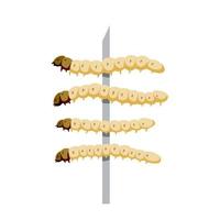 Edible larva. Eating caterpillar on skewer. Asian snack and street fast food. Source of insect protein. vector