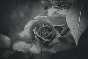 blooming pink rose in natural habitat on the background of green leaves photo