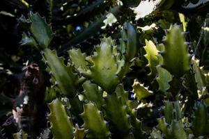 hermosa verde natural antecedentes de cactus con agudo espinas en de cerca foto