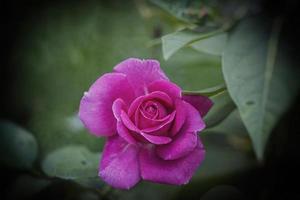 blooming pink rose in natural habitat on the background of green leaves photo