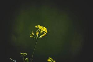 amarillo campo flor en el prado en un calentar verano día foto