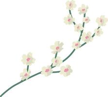 Cherry Blossom Branche isolated on transparent background. Vector flat minimalistic spring design.