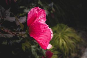 big pink natural hibiscus flower on shrub on summer day photo