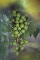 ripe big green grapes on the vine on a warm day photo