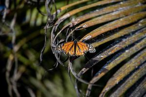 vistoso mariposa sentado en un antiguo palma hoja en el jardín foto