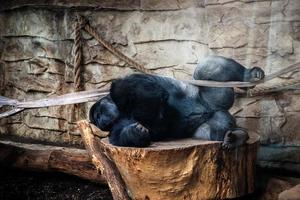 big gorilla resting in the zoo photo