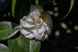 white flower among green leaves in closeup photo